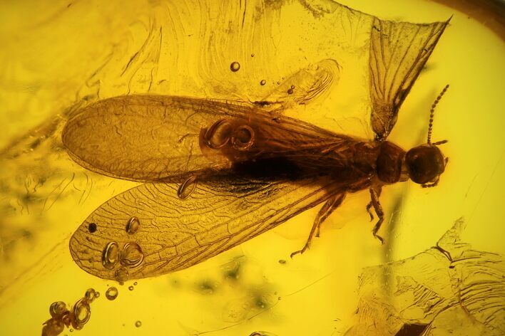mm Fossil Adult Termite (Isoptera) In Baltic Amber #123322